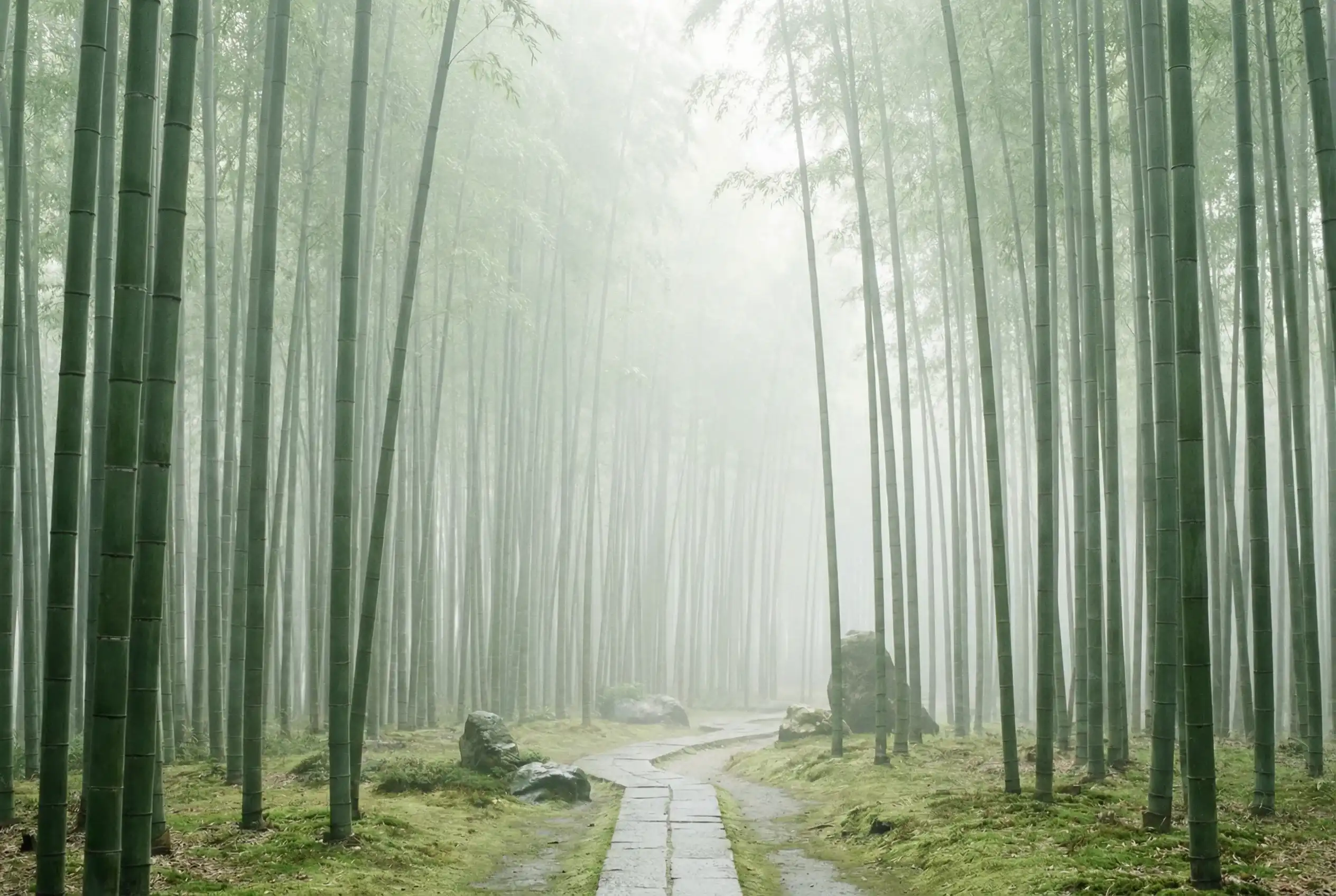 哈希游戏 自然恩赐计划竹林背景